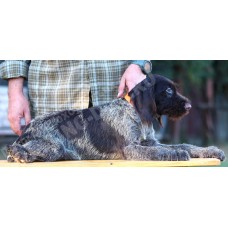 Породистый щенок из помета П сука №2 породы дратхаар Породистый щенок из помета П сука №2 породы дратхаар